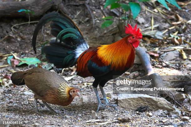 red junglefowl gallus gallus beautiful male and female birds of thailand - gallus gallus stock pictures, royalty-free photos & images