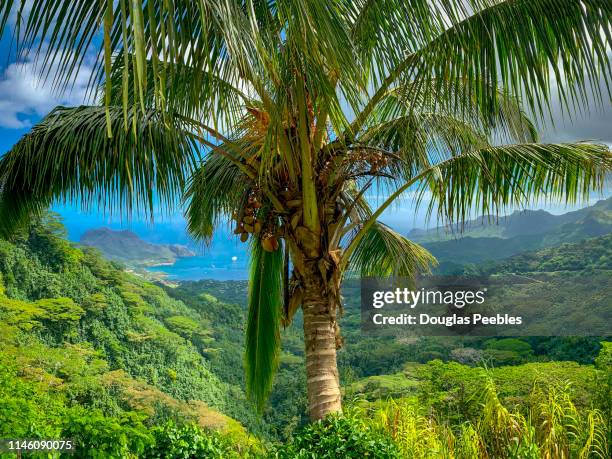 taiohae, nuku hiva, marquesas, french polynesia, south pacific - ヌクヒバ島 ストックフォトと画像