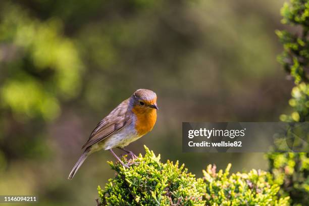 european robin on a leylandii hedge - leylandii stock pictures, royalty-free photos & images