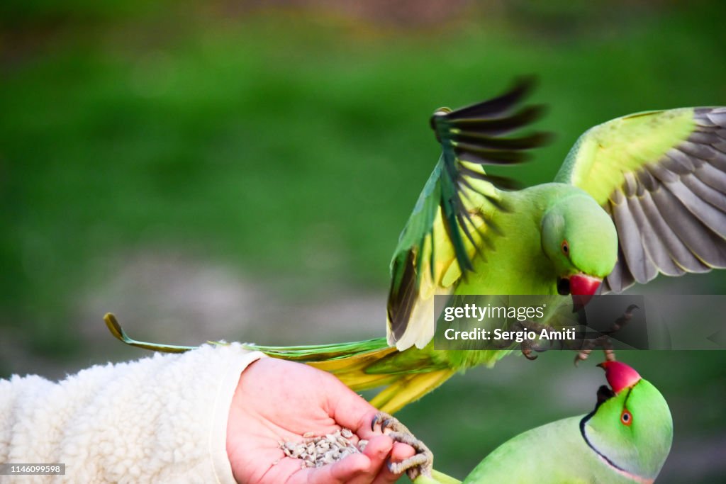 Hand Feeding Two Parakeets Fighting High-Res Stock Photo Getty