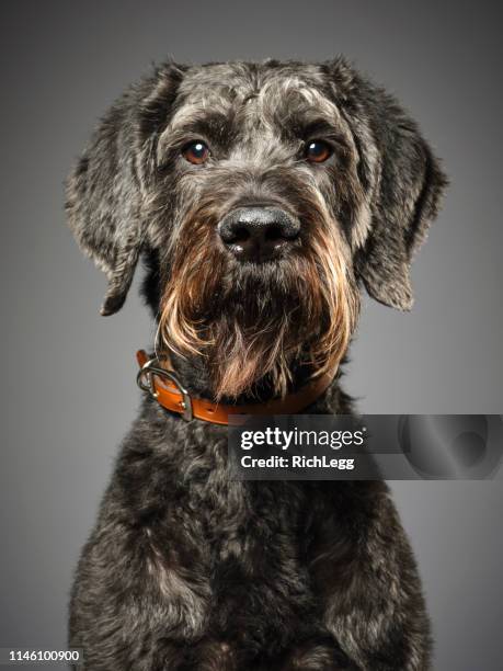 riesen-schnauzer poodle mix hund riesenschnudeln - dog portrait stock-fotos und bilder