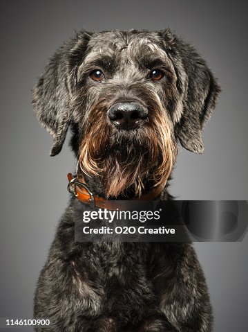 Giant Schnauzer Poodle Mix Dog Giant Schnoodle Giant Schnauzer Poodle Mix Dog Giant Schnoodle