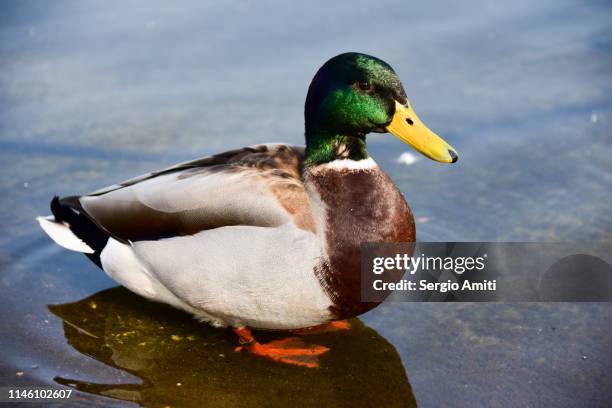 mallard - duck bird stock pictures, royalty-free photos & images