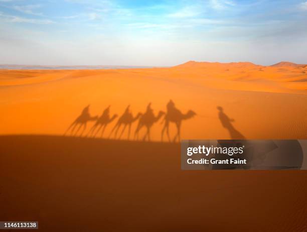 tourist on camels shadow. - north africa stock pictures, royalty-free photos & images