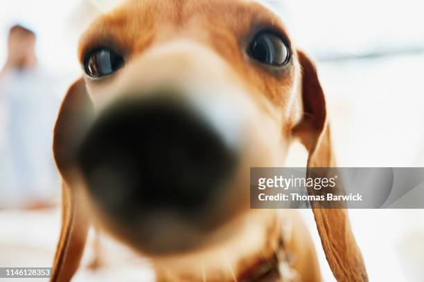 close up portrait of dachshund - animal head stock pictures, royalty-free photos & images