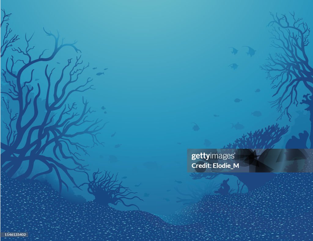Undersea scenery / Fond de mer