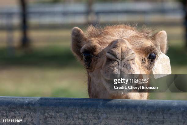 baby camel - dromedary camel bildbanksfoton och bilder