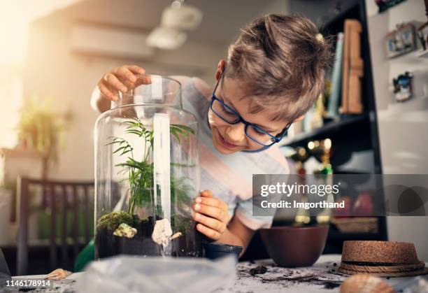 little boy making plant bottle garden - terrarium imagens e fotografias de stock