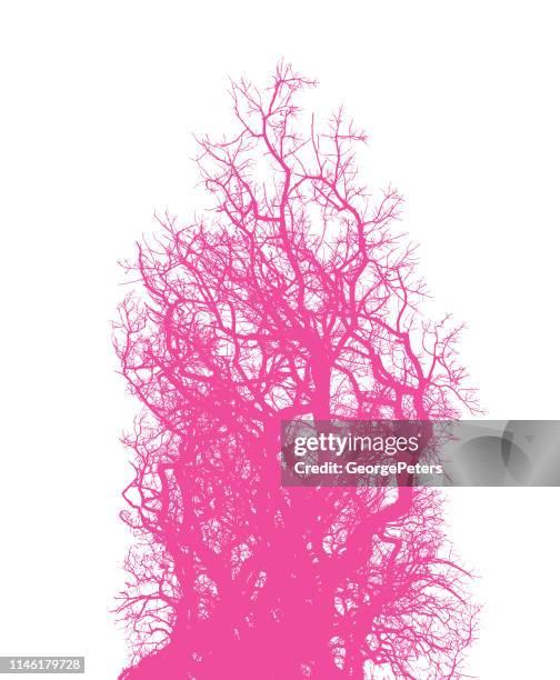 oak tree and branches - tangled branches stock illustrations