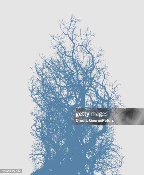 oak tree and branches - tree trunk texture stock illustrations