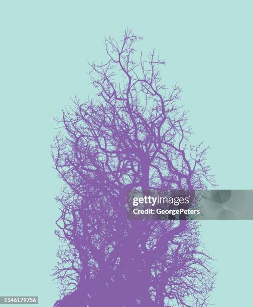 oak tree and branches - tree tops stock illustrations