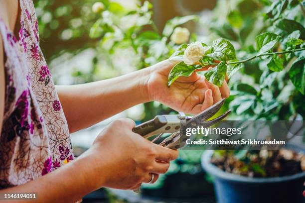 cropped hand of woman cutting arabian jasmine flower with pruning shears - beskära bildbanksfoton och bilder