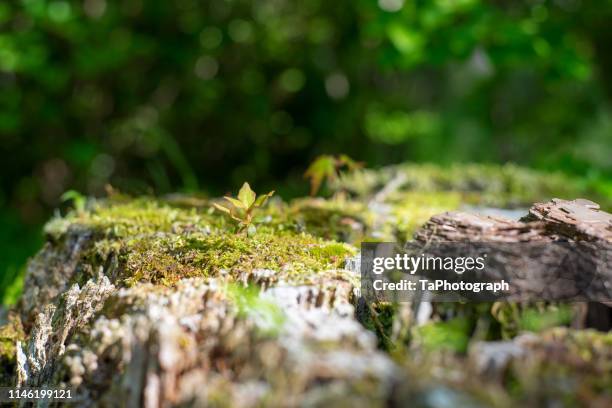a sprout growing out of a stump - tree stump bildbanksfoton och bilder