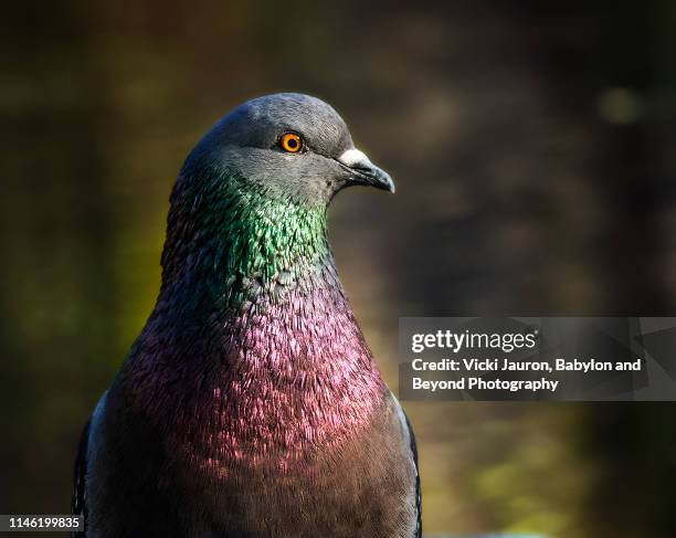 extreme close up of pigeon in profile at central park, nyc - babylon new york stock pictures, royalty-free photos & images