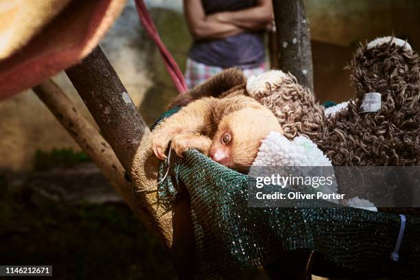 bebê sloth - bicho preguiça - fotografias e filmes do acervo