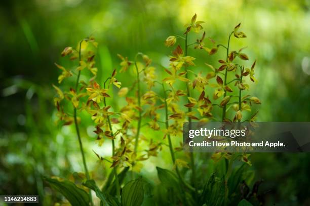 calanthe discolor - calanthe discolor stock pictures, royalty-free photos & images