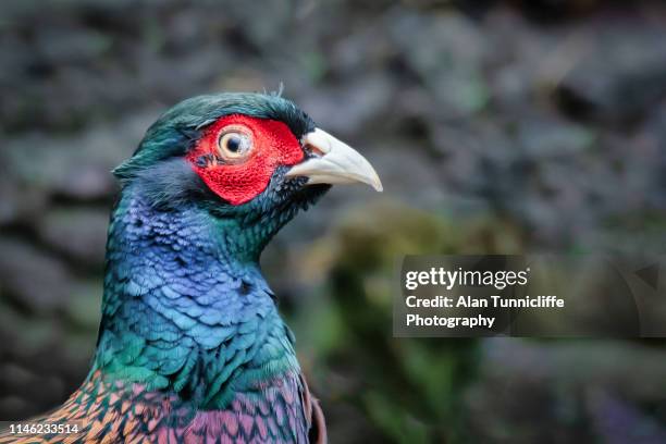 male pheasant portrait - gamebird stock pictures, royalty-free photos & images