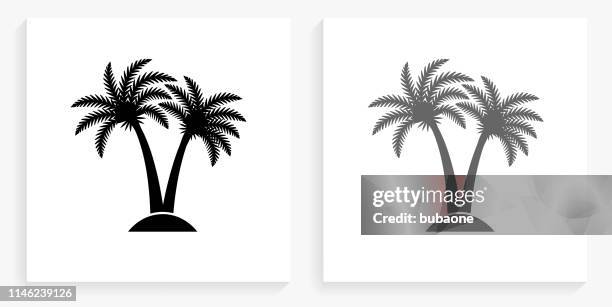 tropical palm tree black and white square icon - tree shadow white background stock illustrations