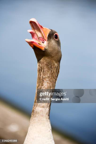 greylag goose calling - graugans stock-fotos und bilder