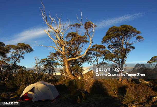 a tent is pitched on a wild campground near king davids peak during sunset - hiking tasmania stock-fotos und bilder