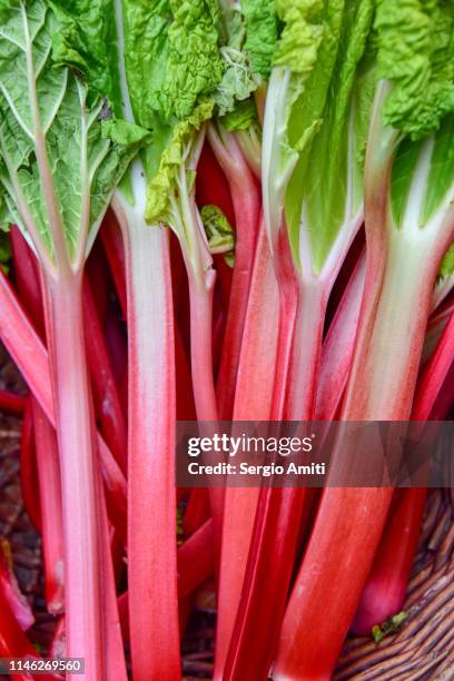 rhubarb on sale at vegetables market - ruibarbo planta - fotografias e filmes do acervo