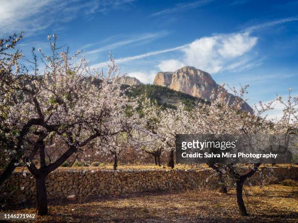 fields of almond trees - almond blossom stockfoto's en -beelden
