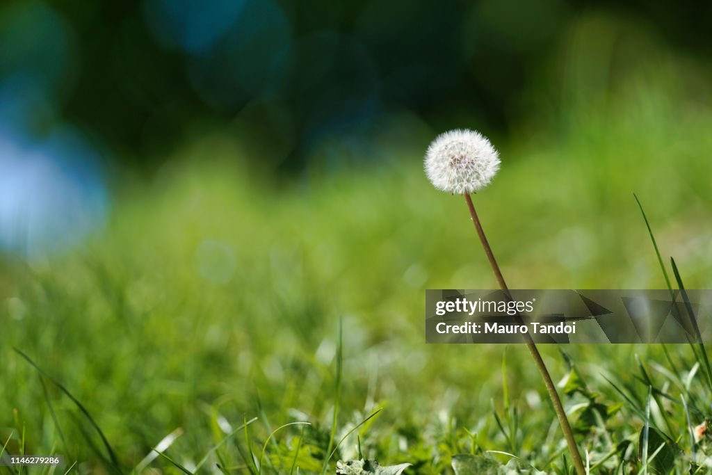 Dandelion