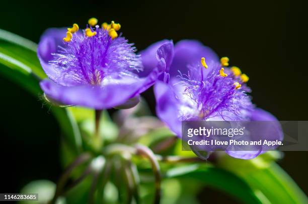 tradescantia - 大阪府 門真市 stock pictures, royalty-free photos & images
