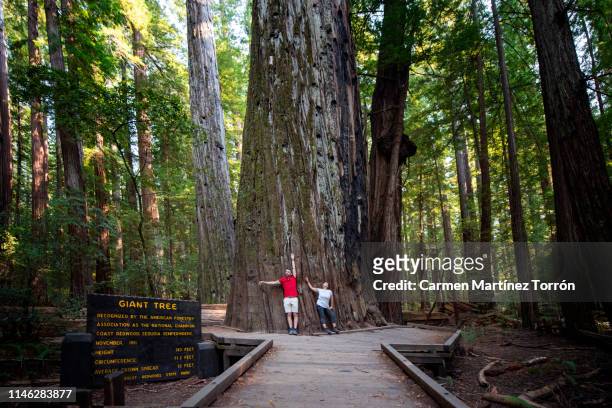 couple in humboldt redwoods state park, usa. - humboldt redwoods state park 個照片及圖片檔