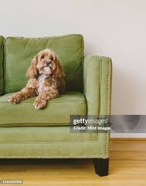 a cockapoo mixed breed dog, a cocker spaniel poodle cross, a family pet with brown curly coat sitting on a chair - couch hund stock-fotos und bilder