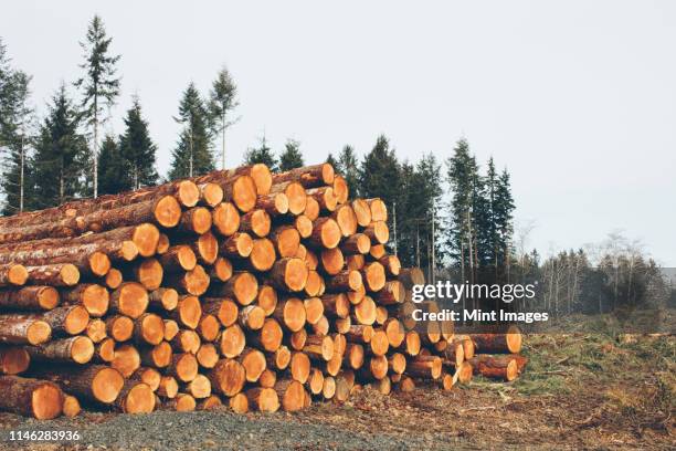 stacked logs, freshly logged spruce, hemlock and fir trees - tronco fotografías e imágenes de stock