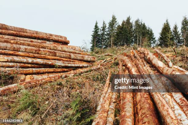 Clean Cut Logging 150 Clear Cutting Stock Photos, High-Res Pictures, and Images - Getty ...