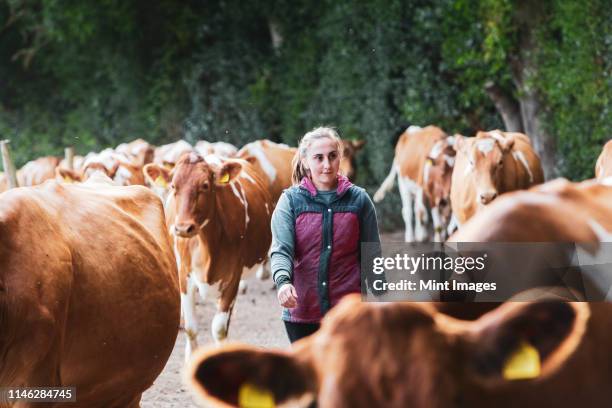 young woman driving herd of guernsey cows along a rural road. - direitos dos animais imagens e fotografias de stock