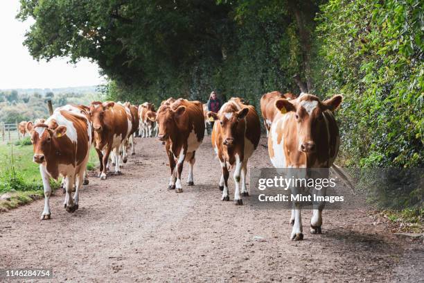 herd of guernsey cows being driven along a rural road. - brown guernsey stock pictures, royalty-free photos & images