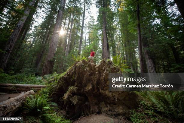 big redwood trees adventure, usa. - sequoia national park stock pictures, royalty-free photos & images