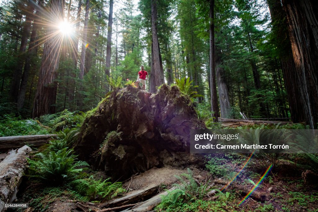 Big Redwood trees adventure, USA.