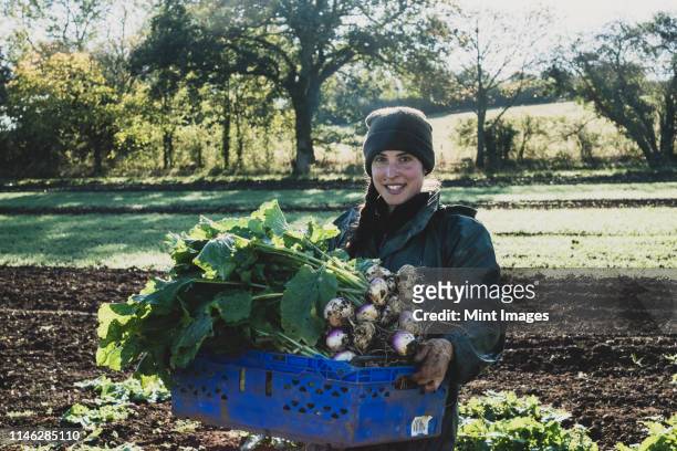 smiling woman standing in field, holding blue crate with freshly harvested turnips, looking at camera. - turnip stock pictures, royalty-free photos & images