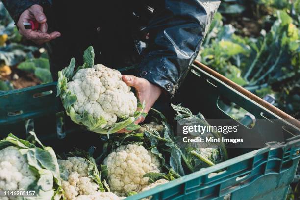 high angle close up of person holding freshly harvested cauliflower. - vegetable farm stock pictures, royalty-free photos & images