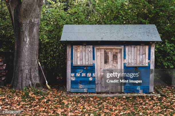 exterior view of wooden shed with blue walls in garden, autumn leaves on lawn. - shed fotografías e imágenes de stock