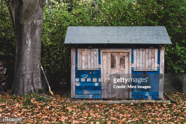 exterior view of wooden shed with blue walls in garden, autumn leaves on lawn. - shed stockfoto's en -beelden