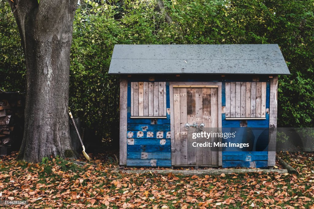 Exterior view of wooden shed with blue walls in garden, autumn leaves on lawn.