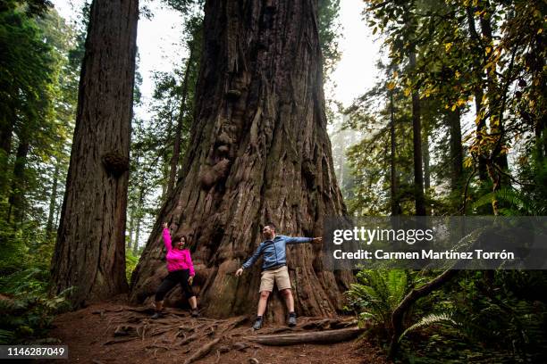 happy couple in redwoods national park, usa. - sequoia national park 個照片及圖片檔