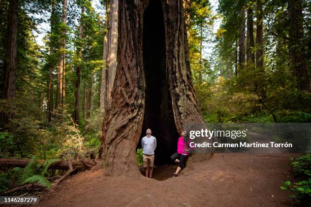 hispanic couple in redwoods national park, usa. - san mateo california stock pictures, royalty-free photos & images