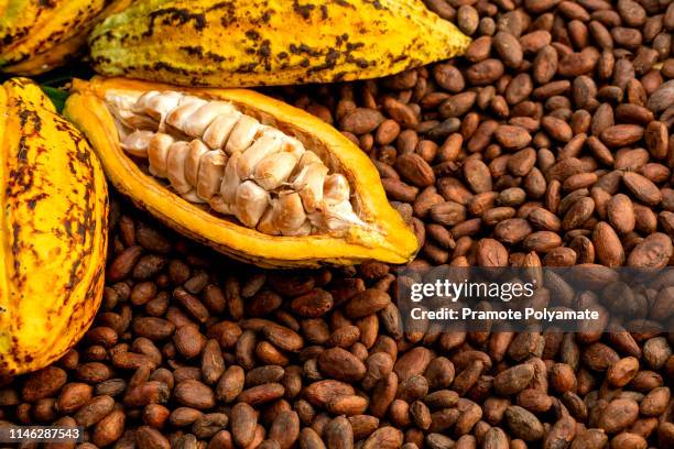 aromatic cocoa beans as background, cocoa beans and cocoa fruits on wooden. - bolster stockfoto's en -beelden