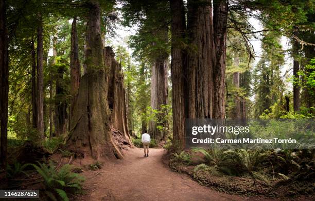 rear view of man walking at forest in redwoods national park, usa. - tour of california stock-fotos und bilder