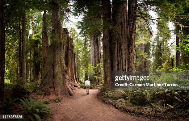 rear view of man walking at forest in redwoods national park, usa. - secoya fotografías e imágenes de stock