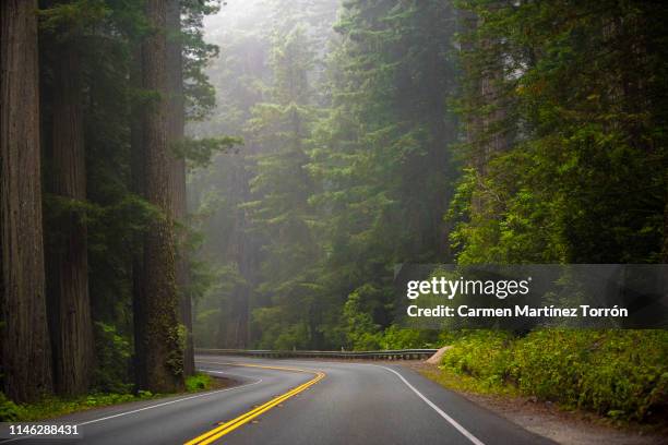 low angle view of sequoia trees in forest, california. usa. - california sequoia stock-fotos und bilder