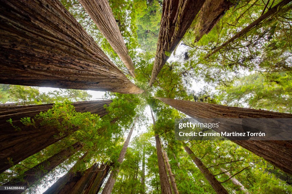 Low Angle View Of Sequoia Trees In Forest, California. USA.