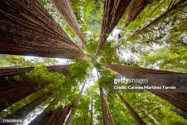 low angle view of sequoia trees in forest, california. usa. - parque estatal fotografías e imágenes de stock