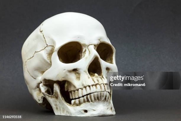 close-up of human skull against black background - cráneo humano fotografías e imágenes de stock